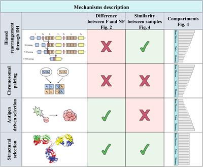 Shared bias in H chain V-J pairing in naive and memory B cells